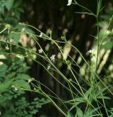 pryskyřník omějolistý <i>(Ranunculus aconitifolius)</i> / Habitus