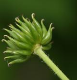 pryskyřník omějolistý <i>(Ranunculus aconitifolius)</i> / Plod