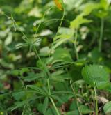 pryskyřník kašubský <i>(Ranunculus cassubicus)</i> / Habitus