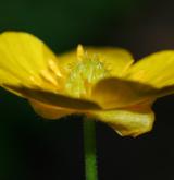 pryskyřník kašubský <i>(Ranunculus cassubicus)</i> / Květ/Květenství