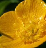 pryskyřník kašubský <i>(Ranunculus cassubicus)</i> / Květ/Květenství