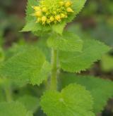 krtičník zlatožlutý <i>(Scrophularia chrysantha)</i> / Habitus