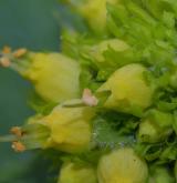 krtičník zlatožlutý <i>(Scrophularia chrysantha)</i> / Květ/Květenství