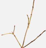 klokoč zpeřený <i>(Staphylea pinnata)</i> / Větve a pupeny