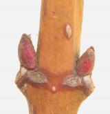 klokoč zpeřený <i>(Staphylea pinnata)</i>