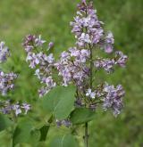 šeřík obecný <i>(Syringa vulgaris)</i> / Květ/Květenství