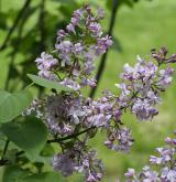 šeřík obecný <i>(Syringa vulgaris)</i> / Květ/Květenství