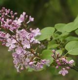 šeřík obecný <i>(Syringa vulgaris)</i> / Květ/Květenství