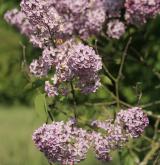 šeřík obecný <i>(Syringa vulgaris)</i> / Květ/Květenství