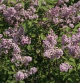 šeřík obecný <i>(Syringa vulgaris)</i> / Habitus