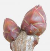 šeřík obecný <i>(Syringa vulgaris)</i> / Větve a pupeny