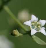 lněnka lnolistá <i>(Thesium linophyllon)</i> / Květ/Květenství