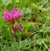 jetel alpský <i>(Trifolium alpinum)</i> / Květ/Květenství