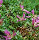 jetel alpský <i>(Trifolium alpinum)</i> / Habitus