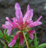 jetel alpský <i>(Trifolium alpinum)</i> / Květ/Květenství