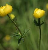 upolín nejvyšší <i>(Trollius altissimus)</i> / Květ/Květenství