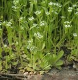 kozlíček polníček <i>(Valerianella locusta)</i>