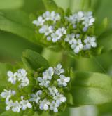 kozlíček polníček <i>(Valerianella locusta)</i> / Květ/Květenství