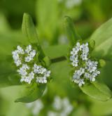 kozlíček polníček <i>(Valerianella locusta)</i> / Květ/Květenství