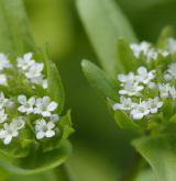 kozlíček polníček <i>(Valerianella locusta)</i>