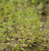 rozrazil rolní <i>(Veronica arvensis)</i> / Habitus