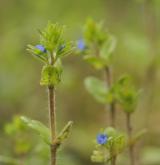 rozrazil rolní <i>(Veronica arvensis)</i> / Habitus