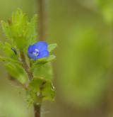 rozrazil rolní <i>(Veronica arvensis)</i> / Květ/Květenství