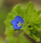 rozrazil rolní <i>(Veronica arvensis)</i> / Květ/Květenství