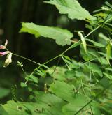 vikev křovištní <i>(Vicia dumetorum)</i> / Habitus