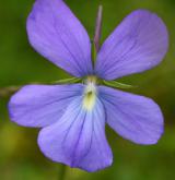 violka rohatá <i>(Viola cornuta)</i>