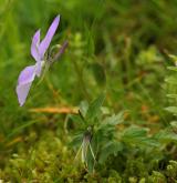violka rohatá <i>(Viola cornuta)</i> / Habitus