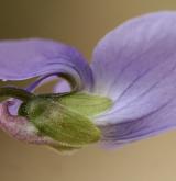 violka srstnatá <i>(Viola hirta)</i> / Květ/Květenství
