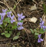 violka srstnatá <i>(Viola hirta)</i> / Habitus