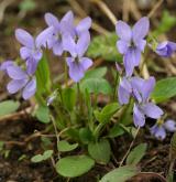 violka srstnatá <i>(Viola hirta)</i> / Habitus