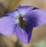 violka vonná <i>(Viola odorata)</i> / Květ/Květenství