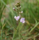 kozinec rakouský <i>(Astragalus austriacus)</i> / Květ/Květenství