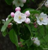 jabloň obecná <i>(Malus ×domestica)</i> / Květ/Květenství