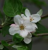 jabloň obecná <i>(Malus ×domestica)</i> / Květ/Květenství