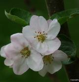 jabloň obecná <i>(Malus ×domestica)</i> / Květ/Květenství
