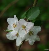 jabloň obecná <i>(Malus ×domestica)</i> / Květ/Květenství