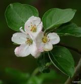 jabloň obecná <i>(Malus ×domestica)</i> / Květ/Květenství