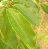 střemcha pozdní <i>(Prunus serotina)</i> / List