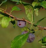 trnka obecná <i>(Prunus spinosa)</i> / Plod