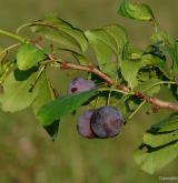 trnka obecná <i>(Prunus spinosa)</i> / Plod