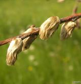 vrba lýkovcová <i>(Salix daphnoides)</i> / Květ/Květenství