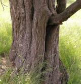 vrba lýkovcová <i>(Salix daphnoides)</i> / Borka kmene