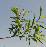 vrba lýkovcová <i>(Salix daphnoides)</i> / Větve a pupeny