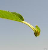 vrba lýkovcová <i>(Salix daphnoides)</i> / Ostatní