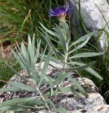 chrpa chlumní <i>(Centaurea triumfettii)</i> / Habitus