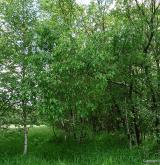 vrba pětimužná <i>(Salix pentandra)</i> / Habitus